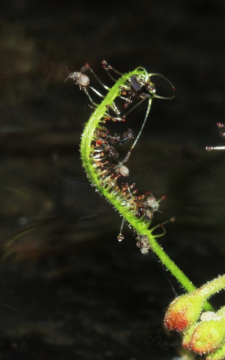 Drosera indica L.